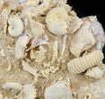 Exquisite Miniature Ammonite Fossil Cluster - France #31591-2